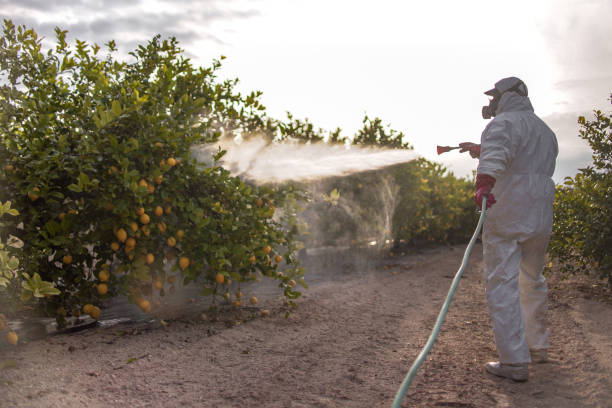 Best Emergency Pest Control  in Crowley Lake, CA