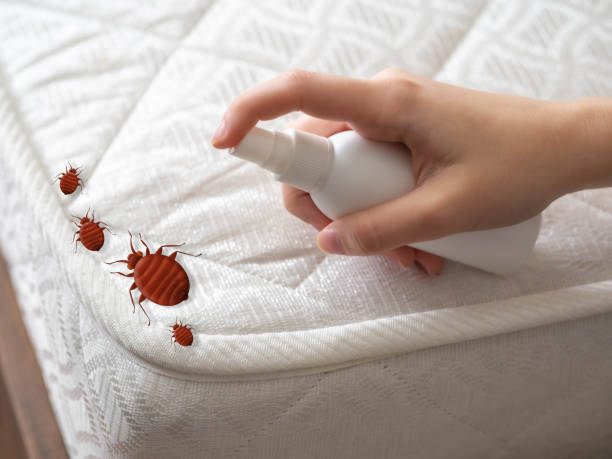 Best Bed Bug Extermination  in Crowley Lake, CA